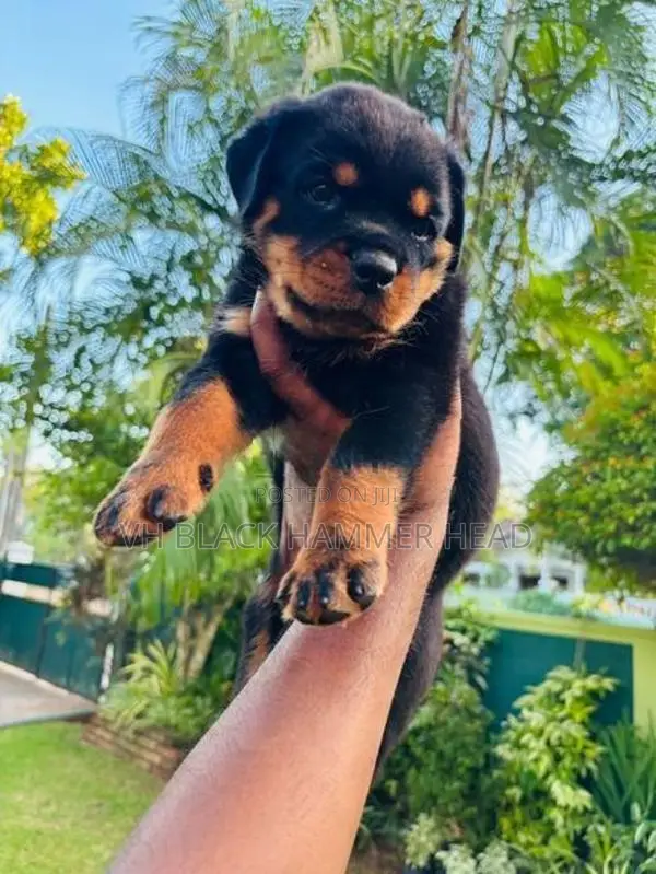 Rottweiler Male Puppy