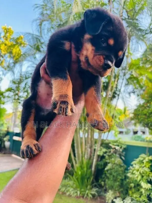 Rottweiler Male Puppy