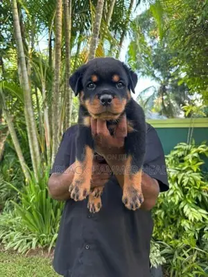 Rottweiler Male Puppy