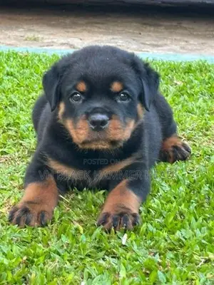 Rottweiler Male Puppy