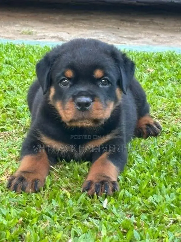 Rottweiler Male Puppy