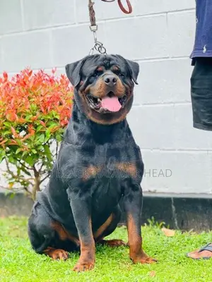 Rottweiler Male Puppy