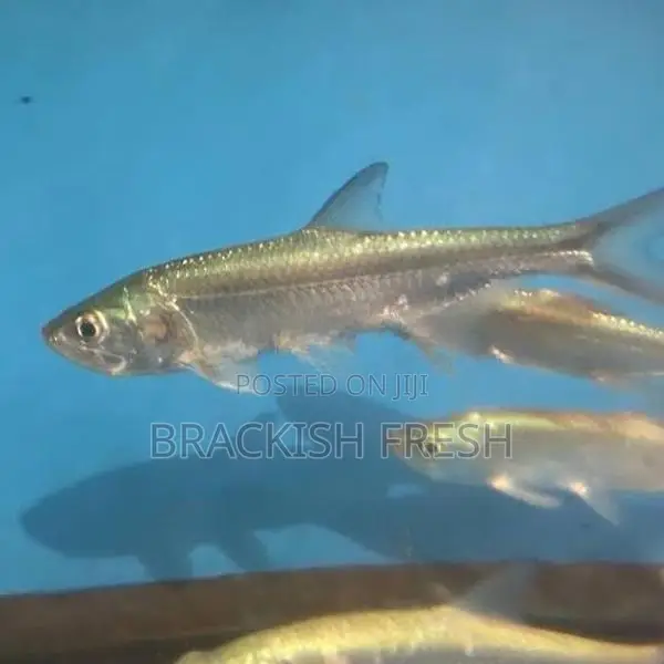 Indo Pacific Tarpon
