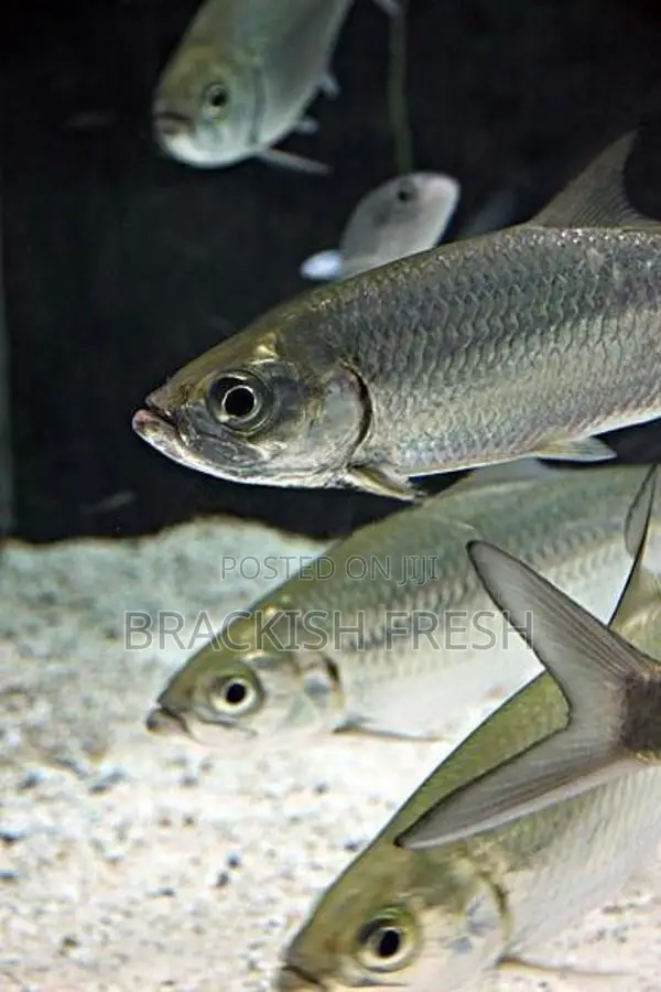 Indo Pacific Tarpon