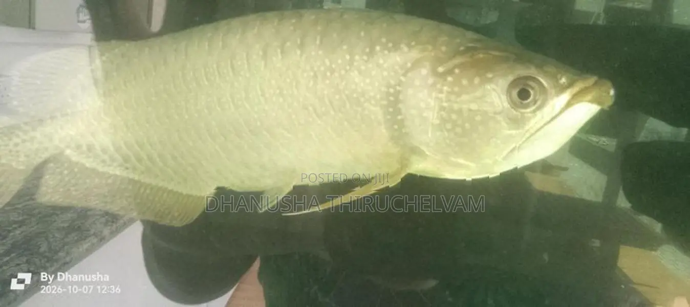 Arowana Fish