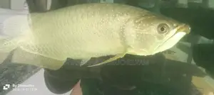 Arowana Fish