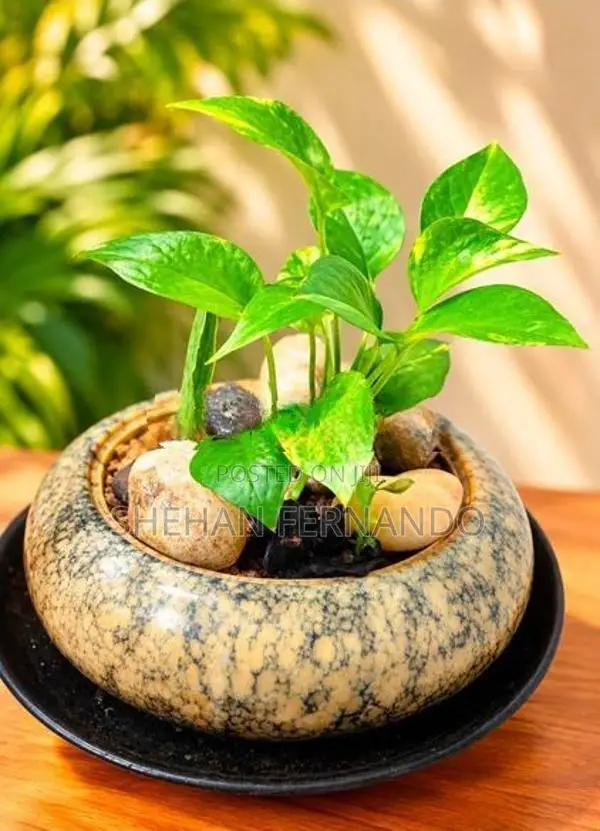 Flower Pot