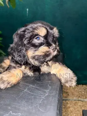 Shihtzu Puppies