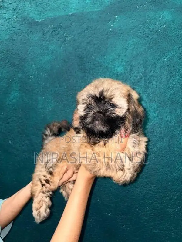 Shihtzu Puppies