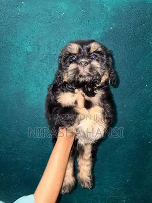 Shihtzu Puppies