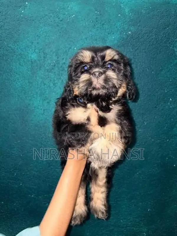 Shihtzu Puppies