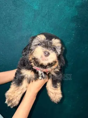 Shihtzu Puppies