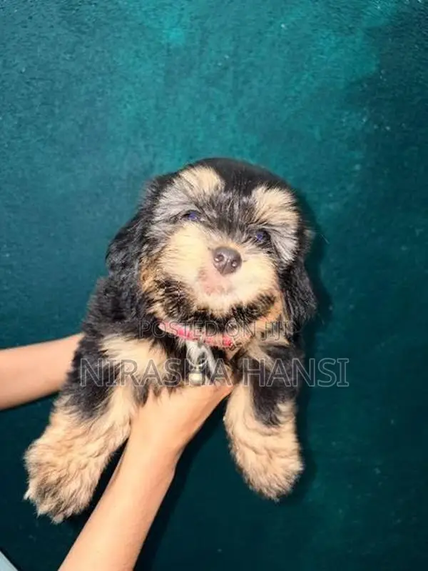 Shihtzu Puppies