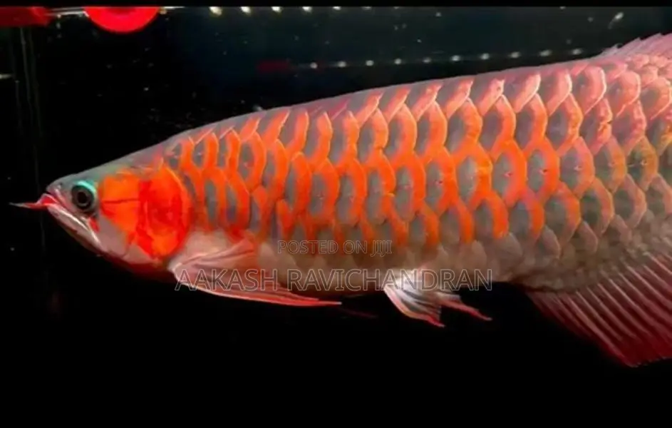 Super Red Arowana Fish