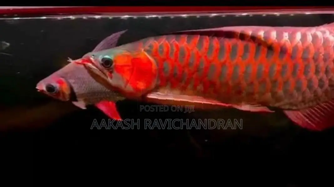 Super Red Arowana Fish