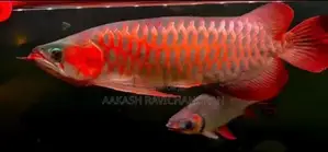 Super Red Arowana Fish