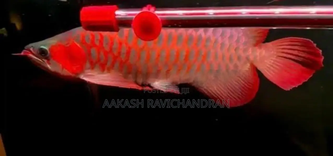 Super Red Arowana Fish