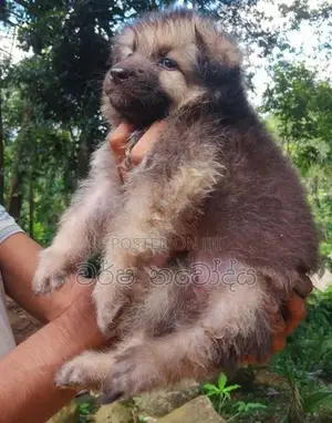 German Shepherd Puppy