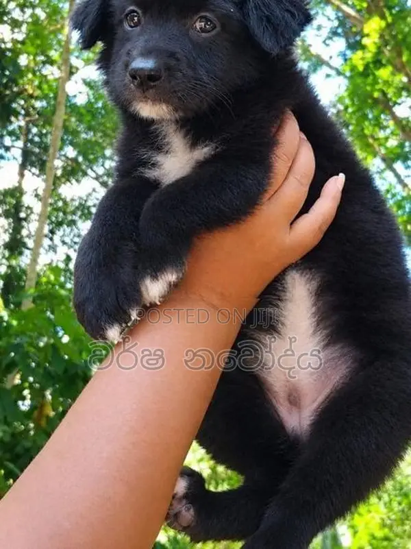 German Shepherd Puppy