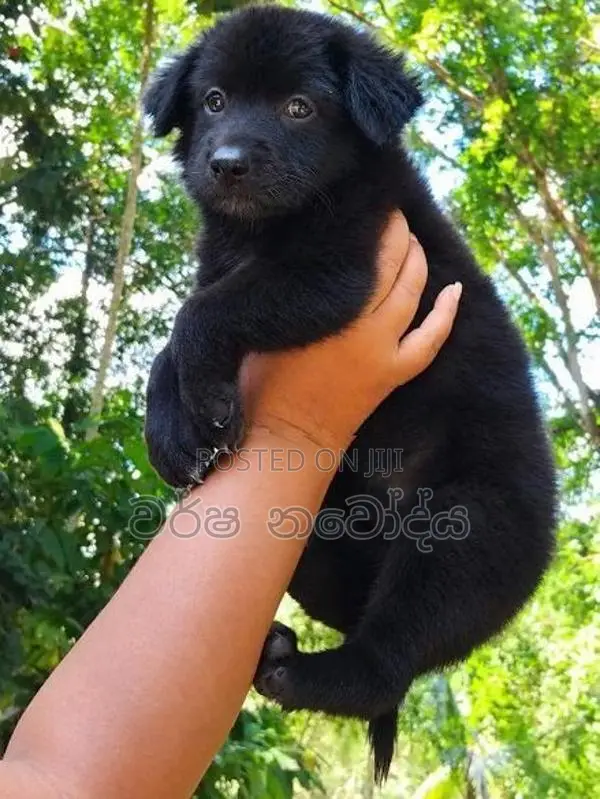 German Shepherd Puppy