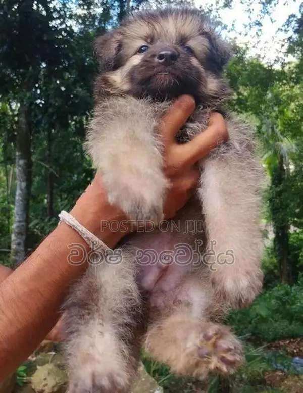 German Shepherd Puppy