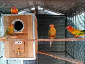 Sun Conure