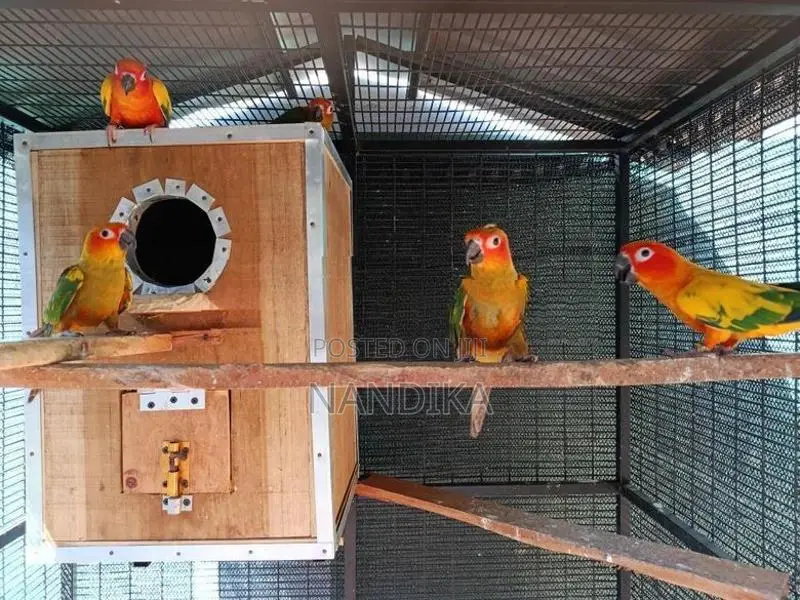 Sun Conure