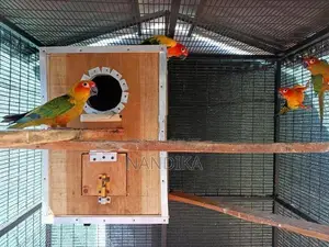 Sun Conure