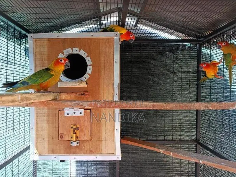 Sun Conure