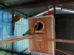 Sun Conure