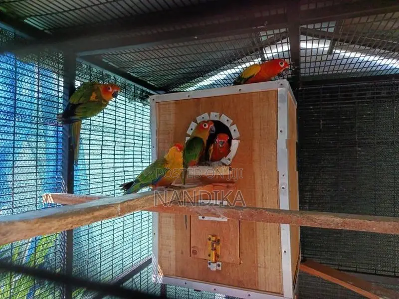 Sun Conure