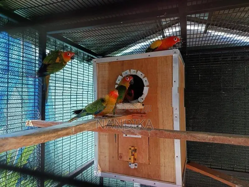 Sun Conure