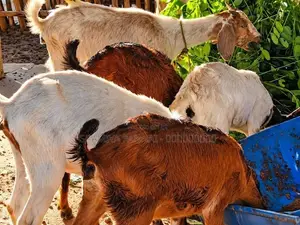 ஊர் குட்டித்தாச்சி ஆடுகள் அதிரடி விற்பனையில் Goats .