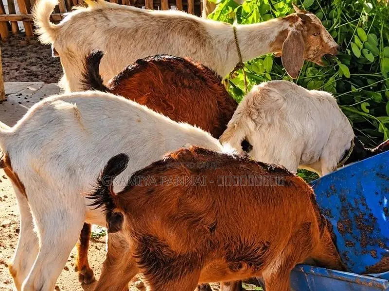 ஊர் குட்டித்தாச்சி ஆடுகள் அதிரடி விற்பனையில் Goats .