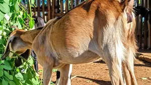 ஊர் குட்டித்தாச்சி ஆடுகள் அதிரடி விற்பனையில் Goats .