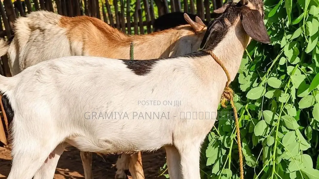 ஊர் குட்டித்தாச்சி ஆடுகள் அதிரடி விற்பனையில் Goats .