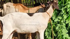 ஊர் குட்டித்தாச்சி ஆடுகள் அதிரடி விற்பனையில் Goats .