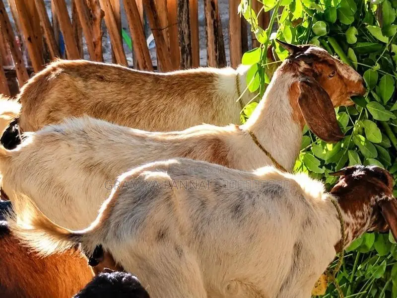 ஊர் குட்டித்தாச்சி ஆடுகள் அதிரடி விற்பனையில் Goats .