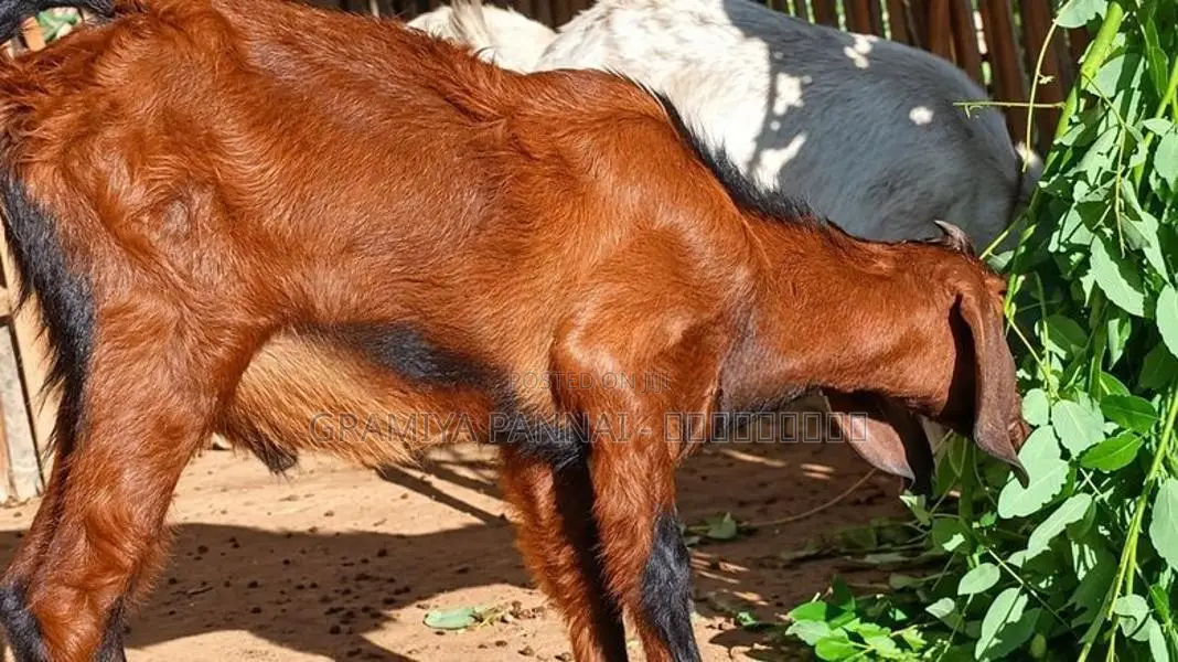 ஊர் குட்டித்தாச்சி ஆடுகள் அதிரடி விற்பனையில் Goats .