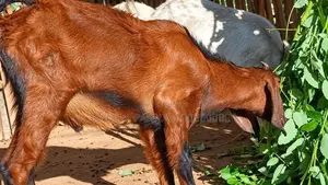 ஊர் குட்டித்தாச்சி ஆடுகள் அதிரடி விற்பனையில் Goats .