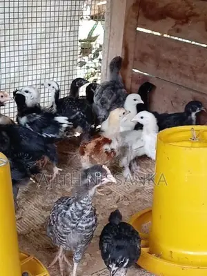 ගම් කුකුල් පැටව්