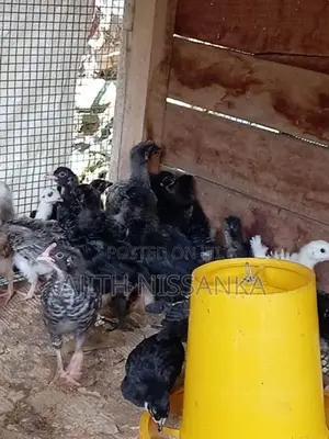 ගම් කුකුල් පැටව්