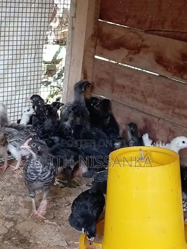 ගම් කුකුල් පැටව්