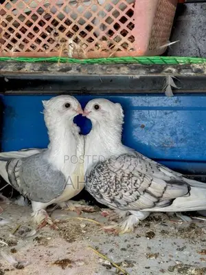 Pigeon Pair