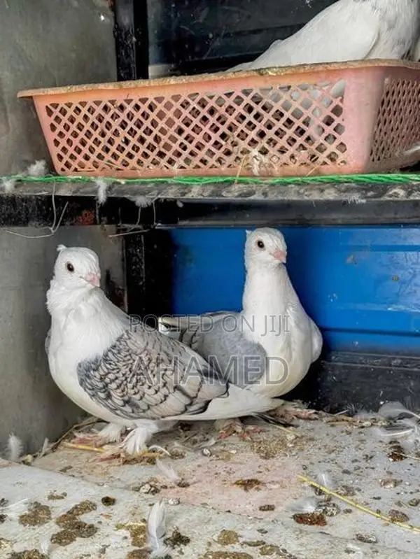 Pigeon Pair