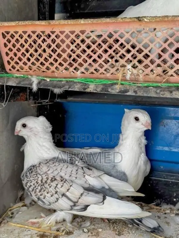 Pigeon Pair
