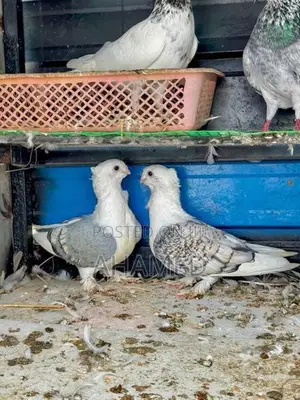 Pigeon Pair
