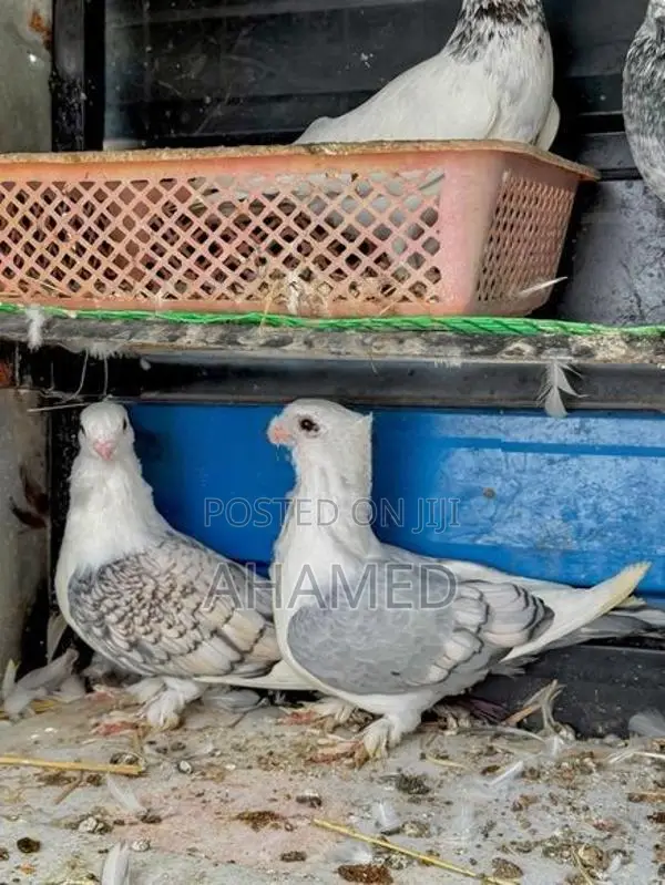 Pigeon Pair