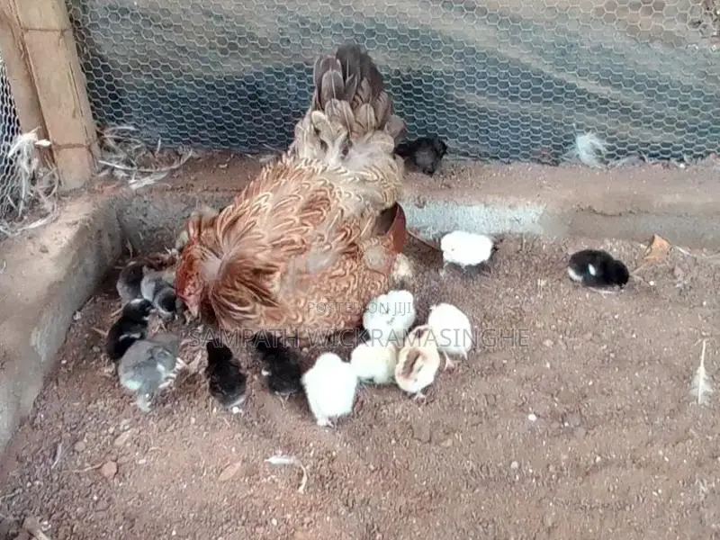 ගම් කුකුල් පැටව්