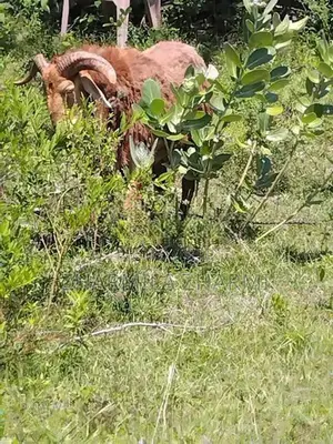 බැටලුවකු